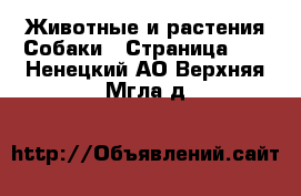 Животные и растения Собаки - Страница 13 . Ненецкий АО,Верхняя Мгла д.